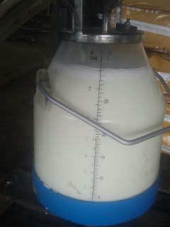 7.5 gallons in one milking from one cow